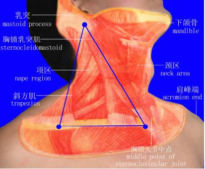颈侧方立体三角区,主要由颈侧部浅深筋膜及浅层的颈阔肌,斜方肌前缘