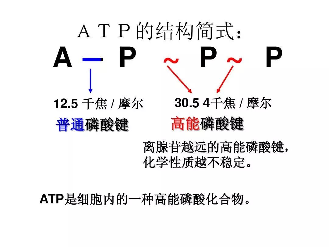 atp的主要由葡萄糖,脂肪酸经过分解,合成而来,在这个过程中需要水和