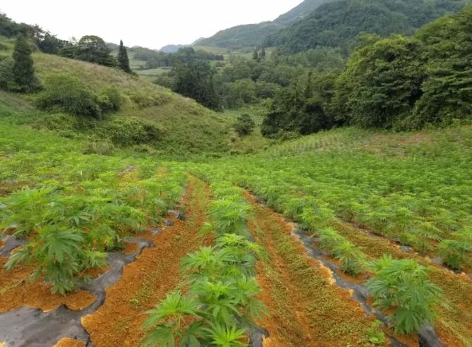 康恩贝24万亩工业大麻种植顺利完成