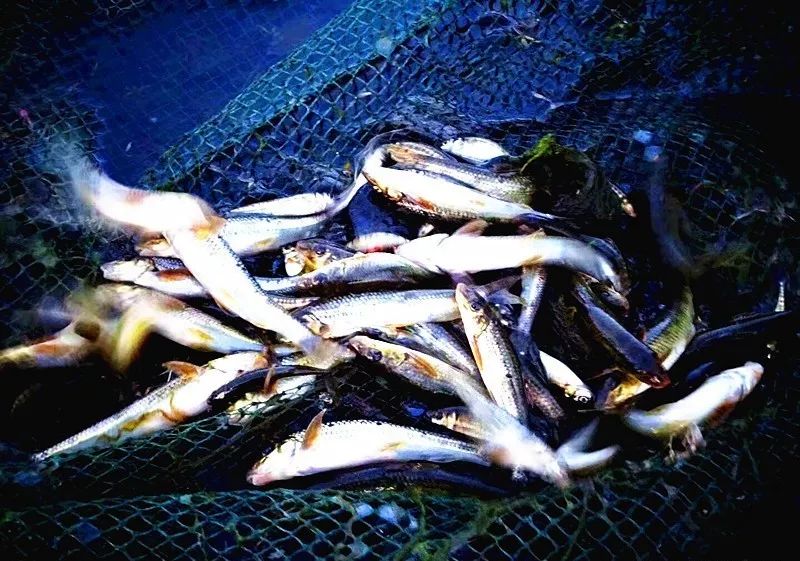 最新苏里南捞鱼图片