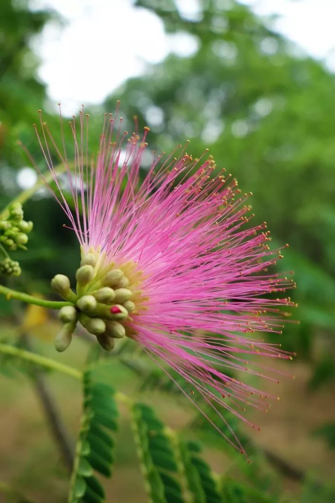 有些植物,光看名字,哪怕只是想象一下,就已十分美好,如果再看它们美丽