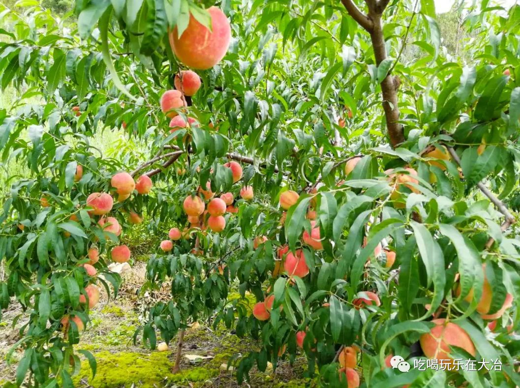 150斤鲜桃免费送大冶1000亩水蜜桃开采啦皮薄肉厚又多汁甜香四溢