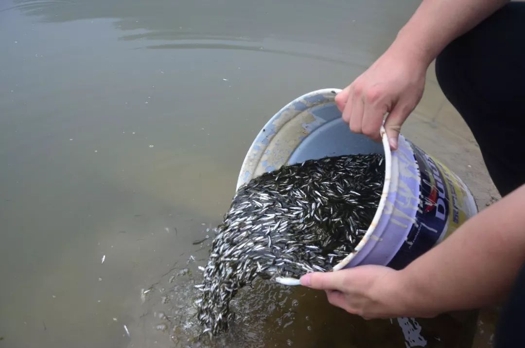 『 平田 · 治水 』以漁治水 | 增殖放流 放魚養水_魚苗