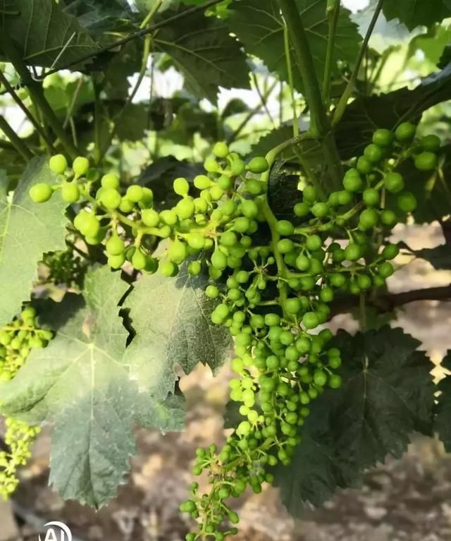 阳光玫瑰葡萄如何疏果整型这篇文章告诉你