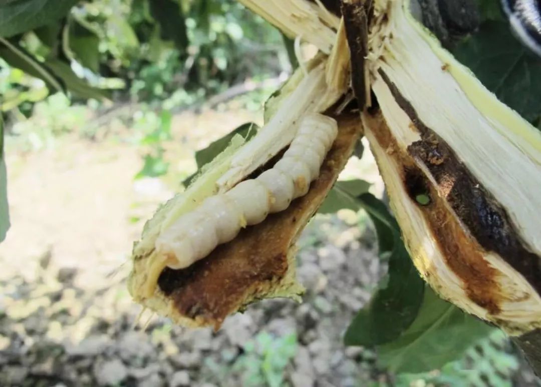 主要种类:金龟子总科(铜绿金龟 白星花金龟 苹毛金龟 台云鳃金龟 小