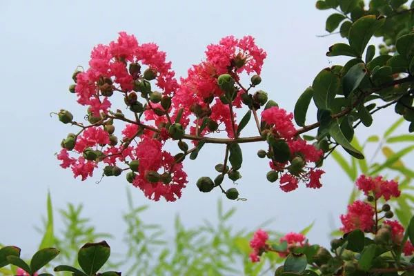 新技術新材料園林人必掌握紫薇夏季修剪方法