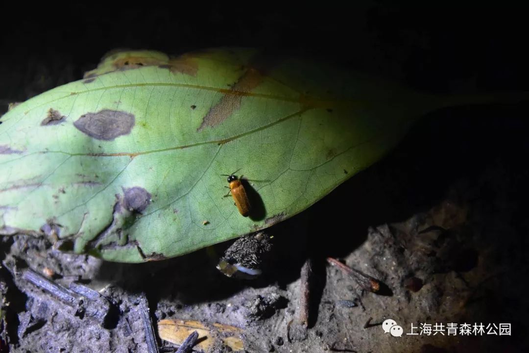 广翅蜡蝉若虫德国小蠊(蟑螂)蟌[cōng](豆娘)中华大蟾蜍(俗称癞蛤蟆)