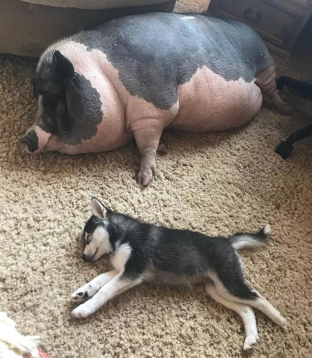 这怎么看都是大肥猪啊事已至此,都养出感情了,主人就把piggles当宠物