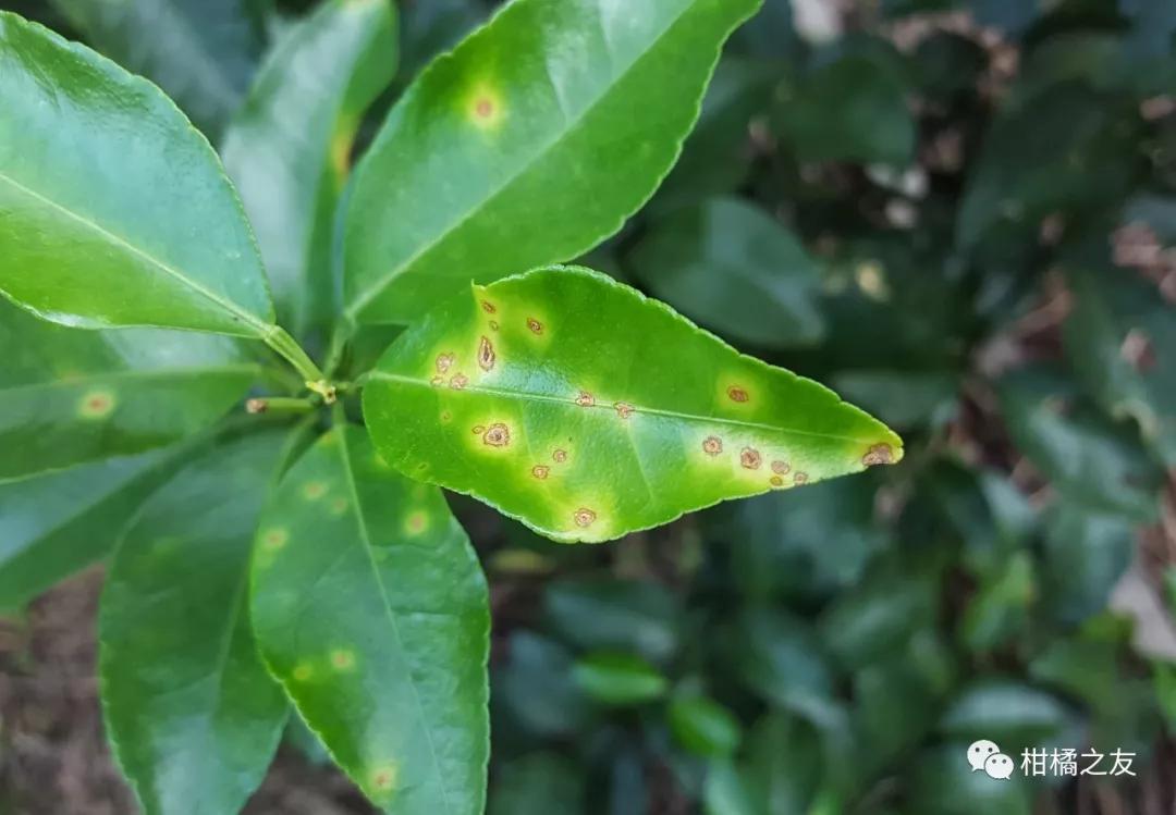 柑橘溃疡病为什么防控不好枝叶果感染后要剪掉吗