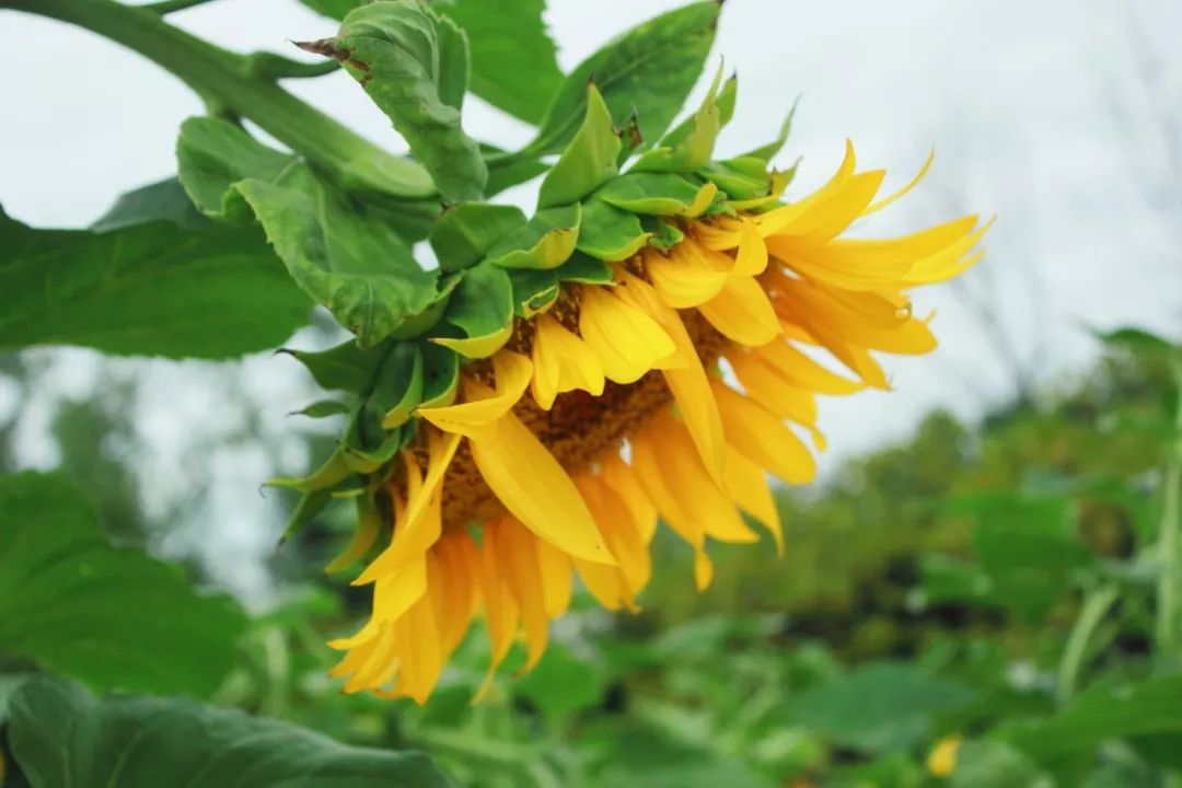 懂得适时低头深度好文