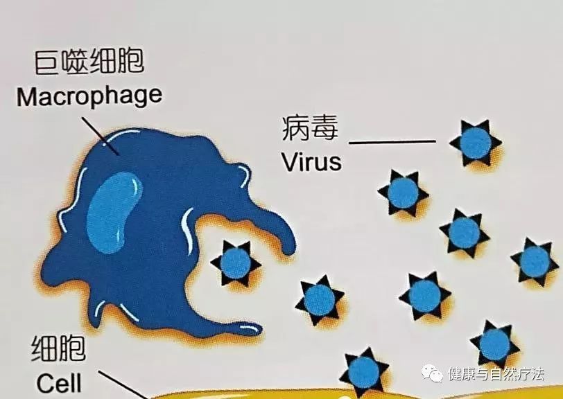 營養免疫學-第二章 免疫系統運作模式