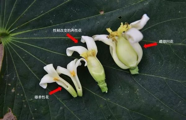 避孕,丰胸?木瓜:我都不会,但我会变性