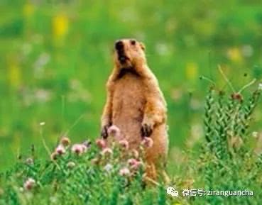 阿拉善黄鼠、达乌尔黄鼠、天山黄鼠,都是松鼠家族成员,不是老鼠-搜狐大视野-搜狐新闻