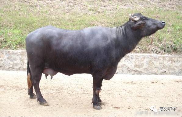世界著名水牛品种介绍中国水牛凭实力上榜