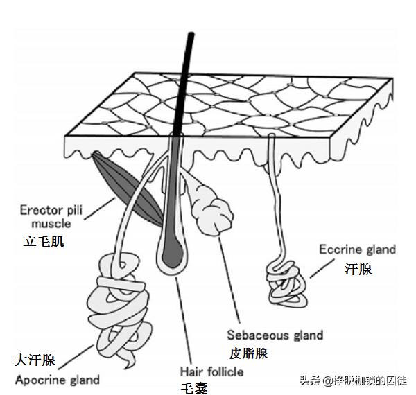 汗腺导管图片