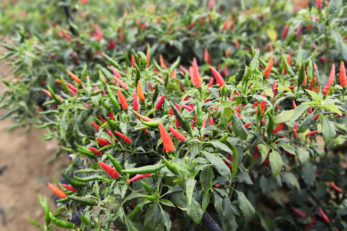 中联天红朝天椒