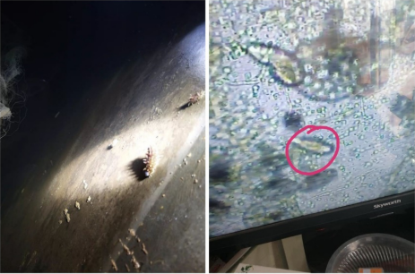 虫见愁海参盾纤毛虫一旦发病很难治愈安全防控提高效益