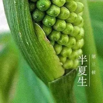 "夏至到,鹿角解,蝉始鸣,半夏生"我国古代将夏至分为三候:"一候鹿角解
