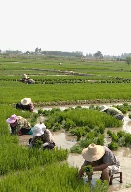 会盟镇"河洛江南"插秧忙_稻秧