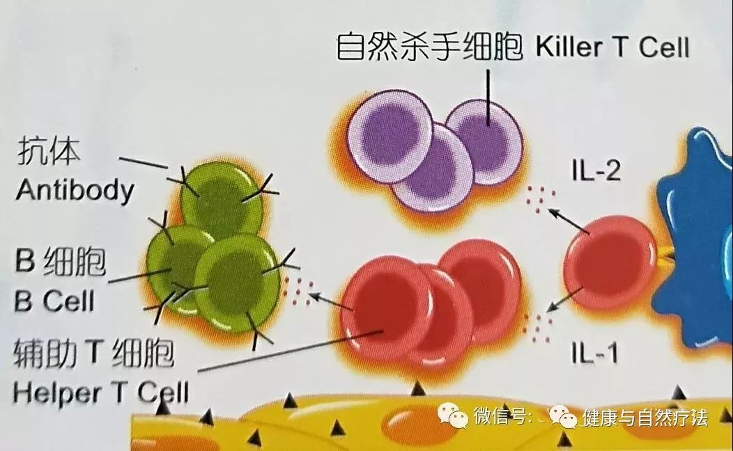 營養免疫學-第二章 免疫系統運作模式