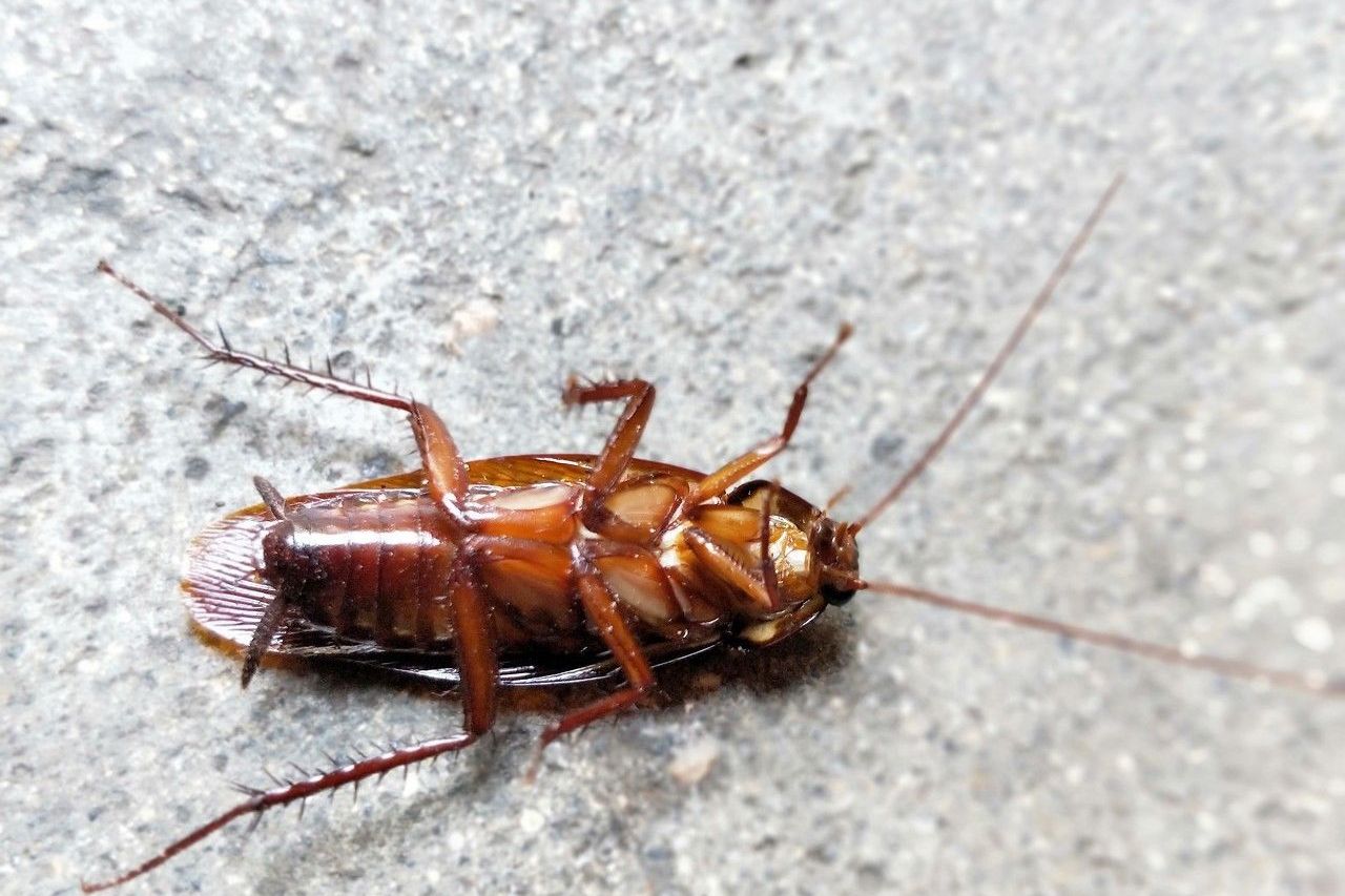 科学的灭蟑螂方法有助于改善家庭环境,还家人健康