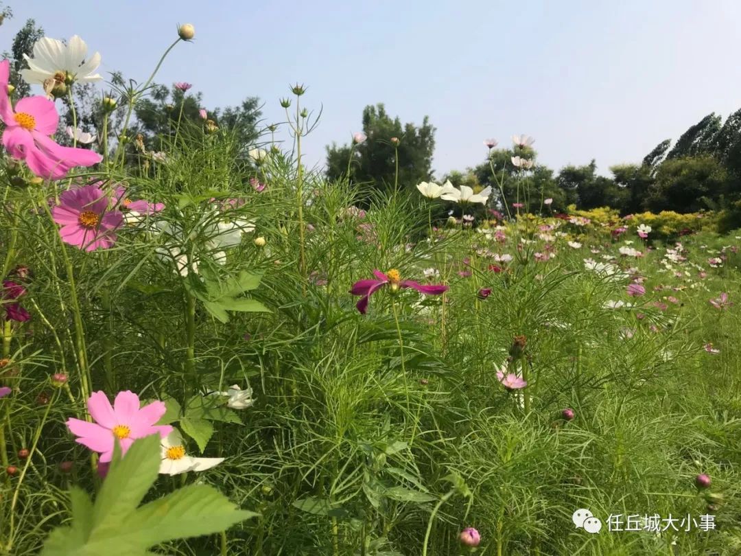 任丘胜利路花海图片