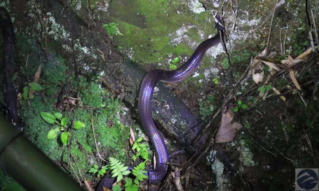 闪鳞蛇(xenopeltis unicolor)bling bling bling!▲玉带蜻?