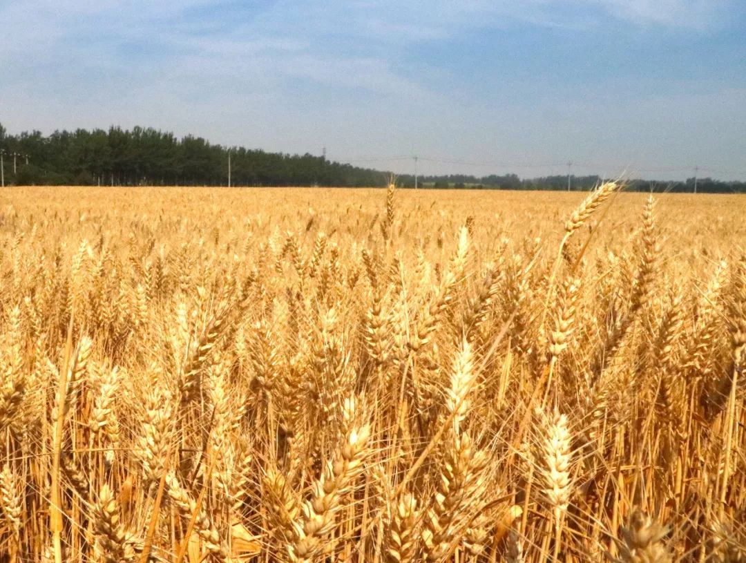 难得一见顺义大片麦田已经金黄太美了