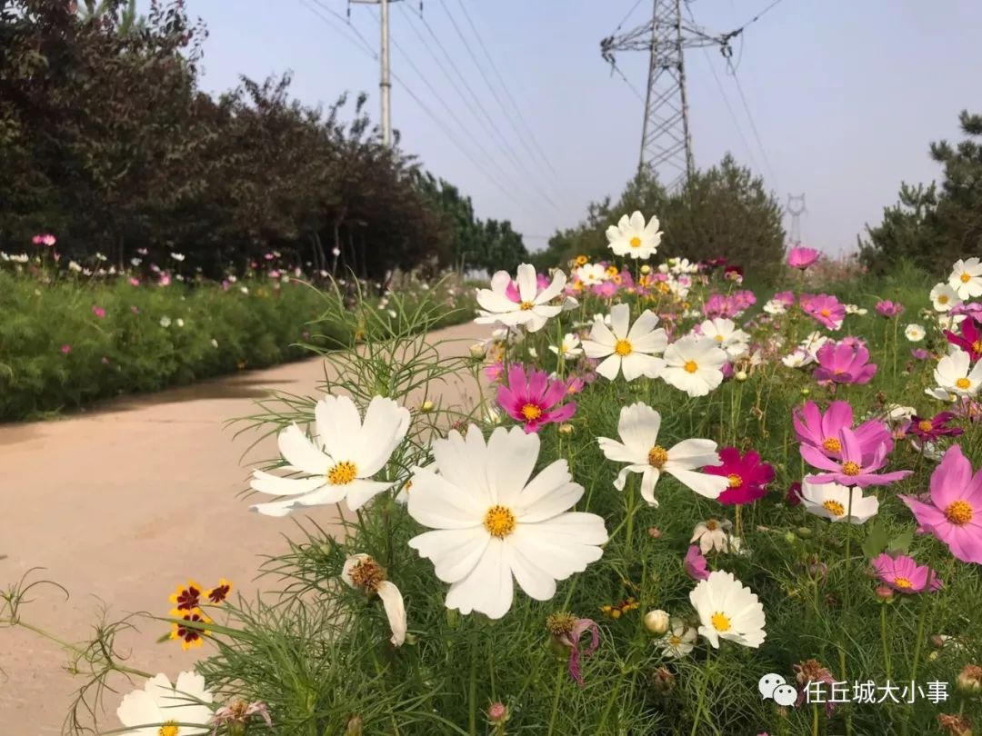 任丘百畝花海盛開正當時野味十足等你來撩兒