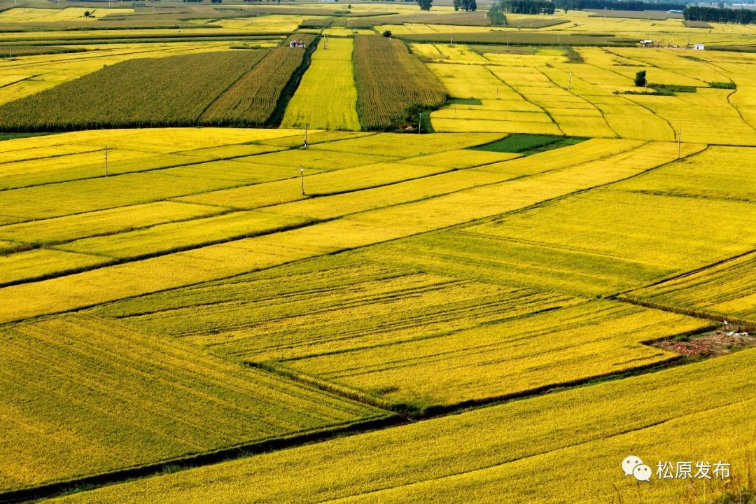泡等7个国家农牧场,幅员800平方公里,耕地65万亩,其中水田面积45万亩