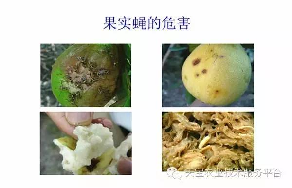 顽固的咀嚼式口器害虫图谱