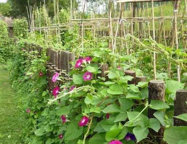 篱笆小院,足矣_生活