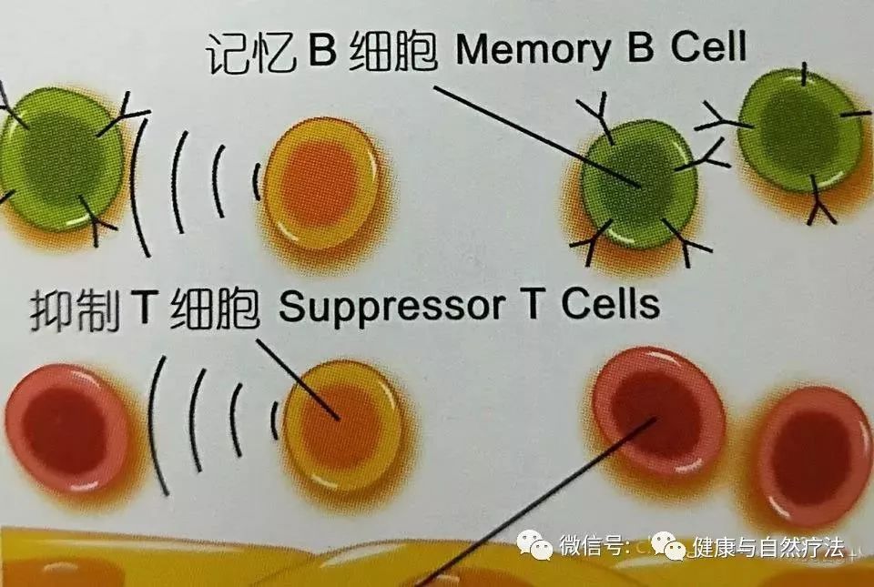 记忆t细胞memory t cell