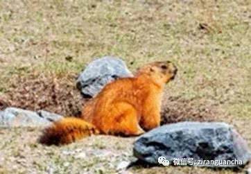 阿拉善黄鼠、达乌尔黄鼠、天山黄鼠,都是松鼠家族成员,不是老鼠-搜狐大视野-搜狐新闻