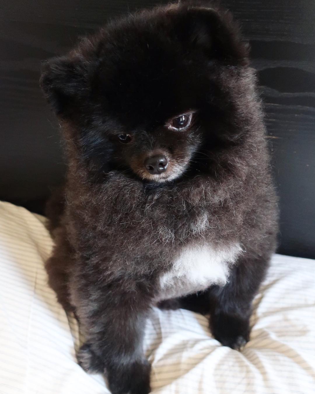 超可爱一只来自韩国名叫玉米的黑色小博美宠物狗狗