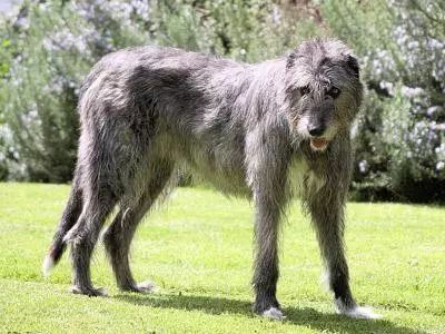 因为体型实在过于巨大,所以爱尔兰猎狼犬看起来似乎有点可怕