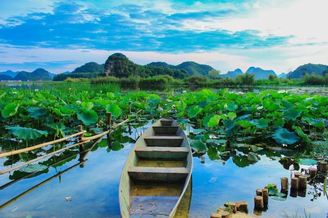 普者黑│2万亩荷花开了