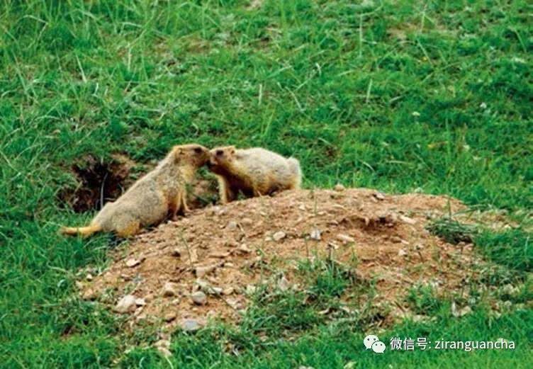 阿拉善黄鼠、达乌尔黄鼠、天山黄鼠,都是松鼠家族成员,不是老鼠-搜狐大视野-搜狐新闻
