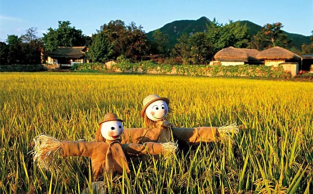 太行水镇邀您 "夏至"水镇,找"稻"幸福!_稻草人