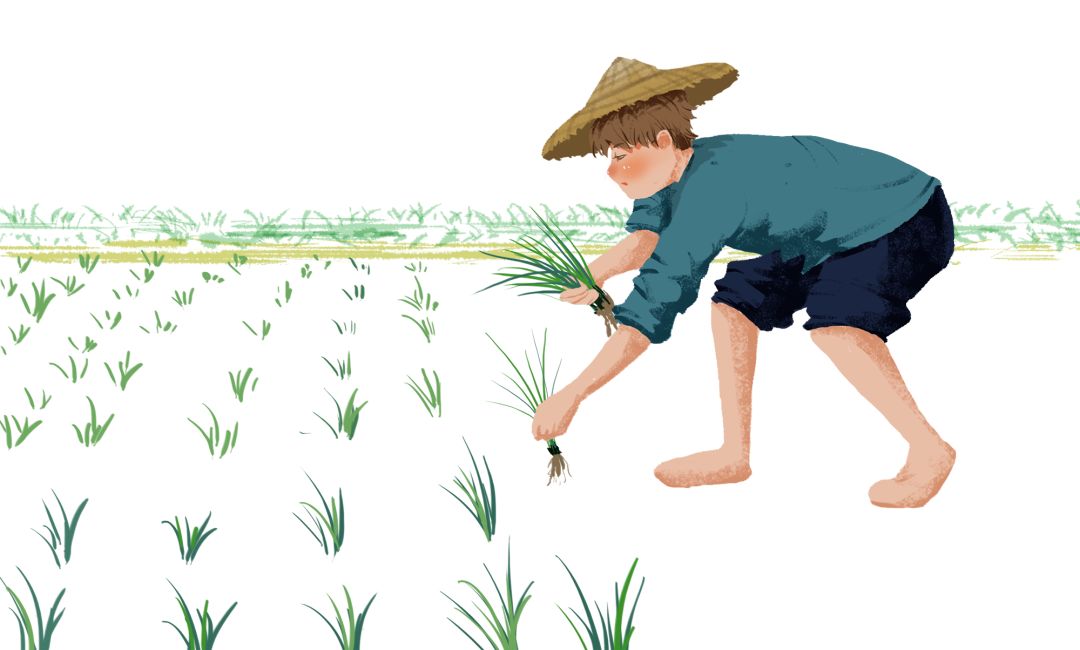 插秧季活动招募|春种之乐·快来插秧吧!