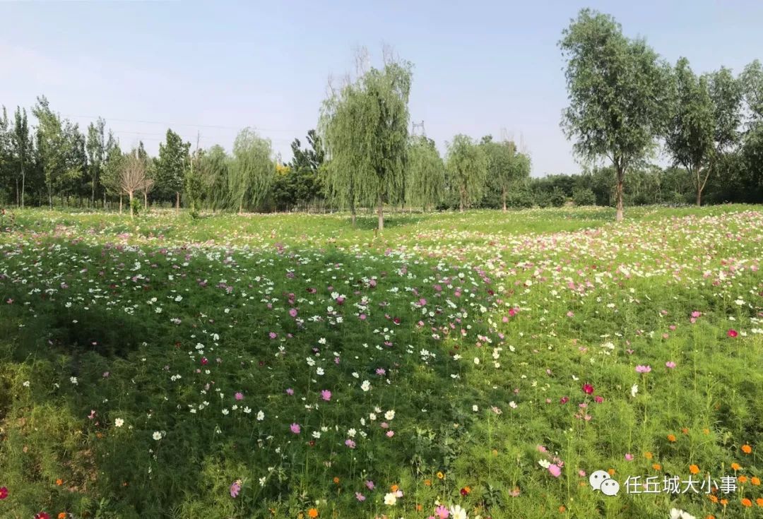 任丘出岸油菜花图片