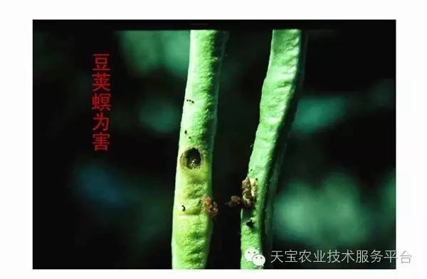 顽固的咀嚼式口器害虫图谱