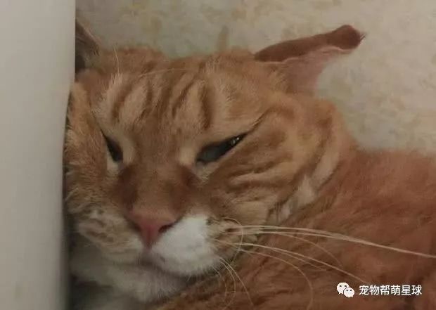 倒地撒娇卖萌求饶为逃避减肥猫主子们真是绞尽脑汁费尽心思