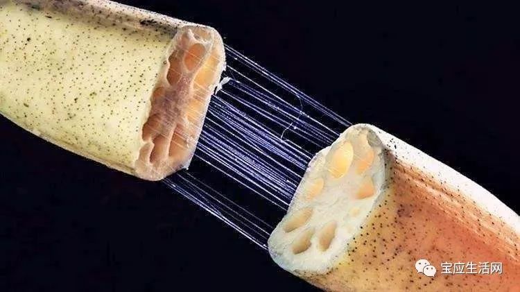 宝应,一个藕断丝连的地方