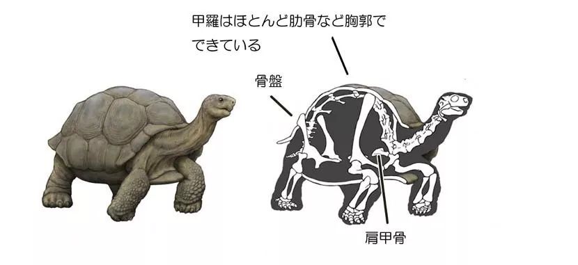 这可能是全网最骚的插画师