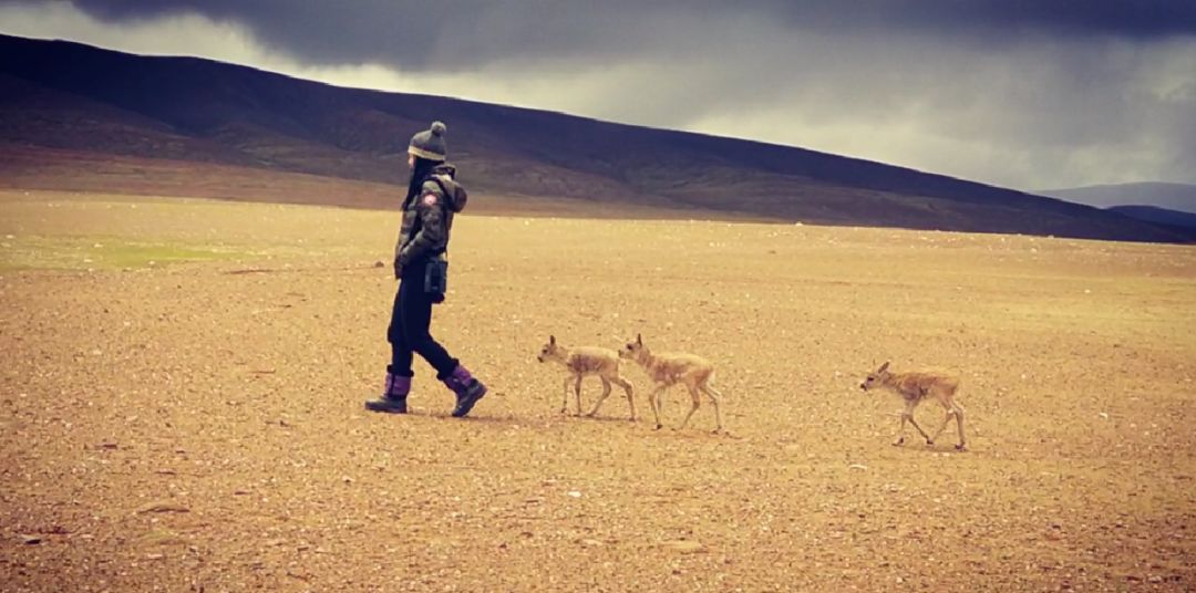 走过地球三极的守护者野生动物摄影师顾莹和陪伴她的佳能
