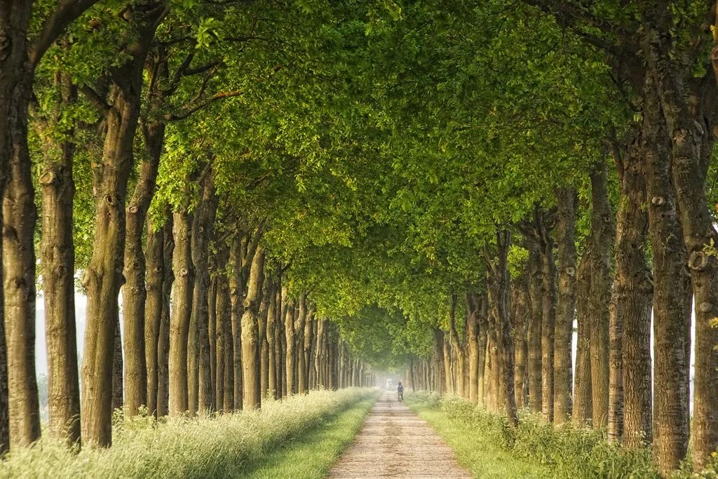 送灵感这里有19种拍摄树林树木的题材选择技巧