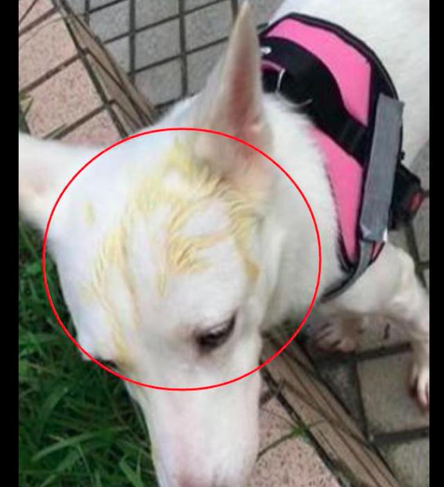 白狗的头上莫名出现黄色痕迹了解事情原因后让主人哭笑不得