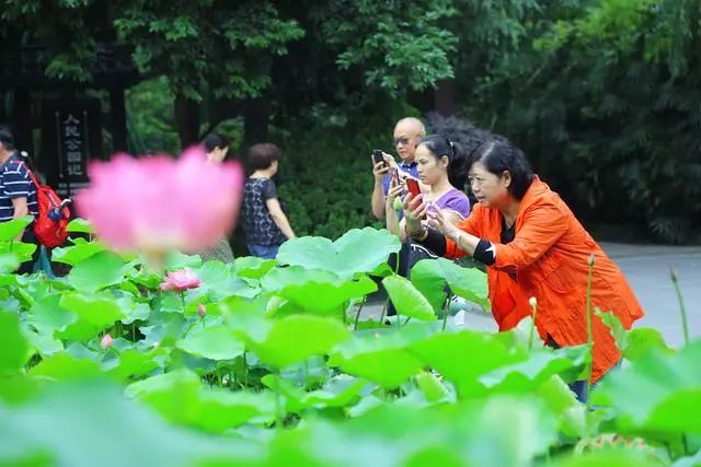 分享赏荷花啦人民公园这几处赏花胜地这个夏天不容错过