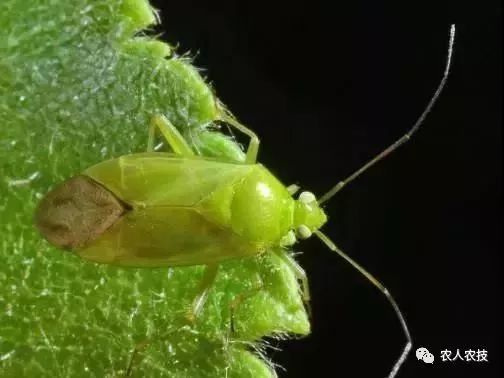 浅谈枣树绿盲蝽蟓的危害及防治尤其是幼果期危害更为严重